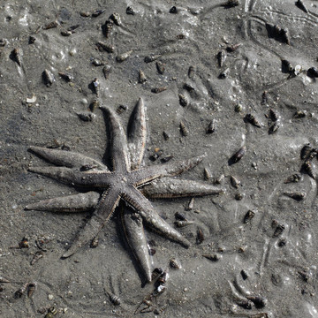 兩海星