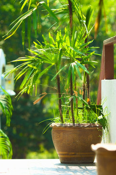 綠色植物