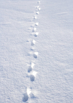 雪中的腳印
