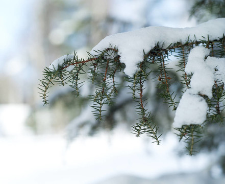 支雪