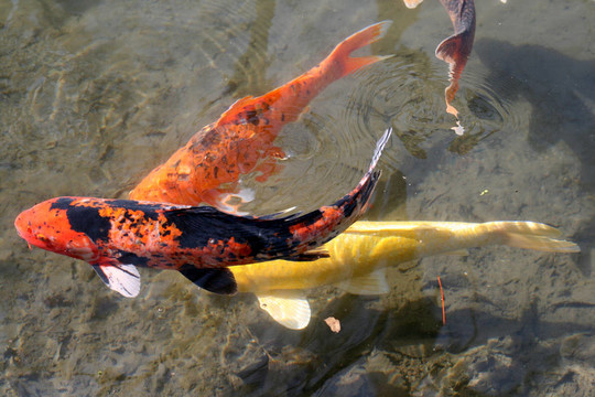 池塘里的鯉魚和錦鯉裝飾