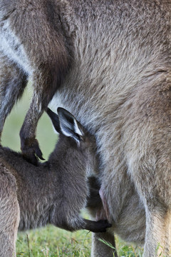 自然矩；Kangaroo Joey Nurses