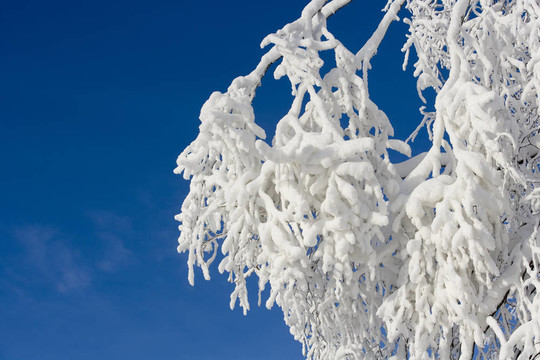 枝雪