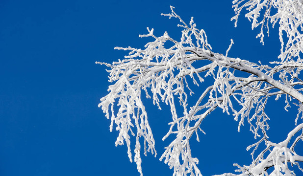 支雪