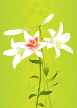 百合花背景