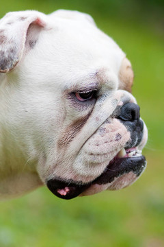 英國斗牛犬的畫像