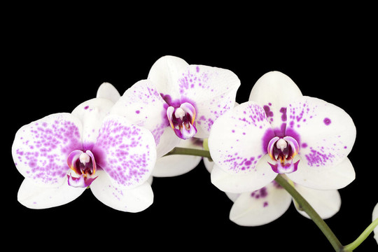 三白色和紫色蘭花花黑色