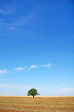 樹近場