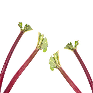 生大黃