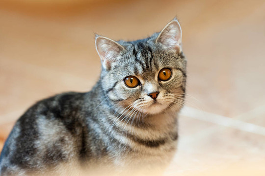 貓的動物