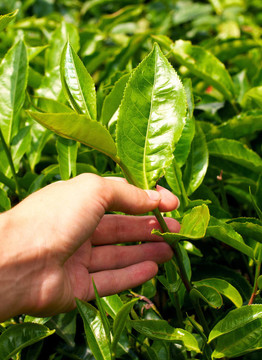 茶葉