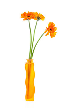 橙花在花瓶Gerber