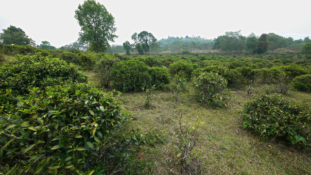 泰國茶園