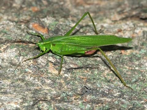 廣翅螽斯（中心體rhombifolium）