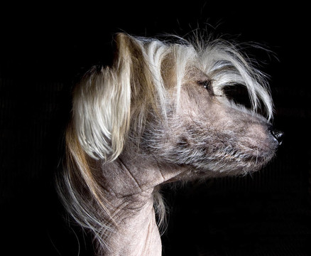 中國冠毛犬