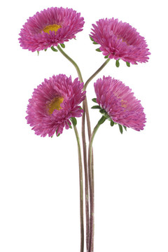 中國紫菀