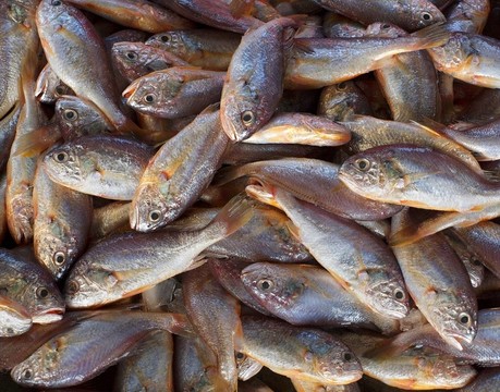 出售小食用魚