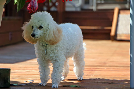 貴賓犬