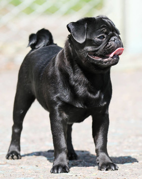 法國(guó)斗牛犬