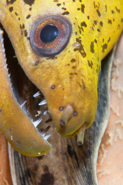 瘋狂的鰻魚