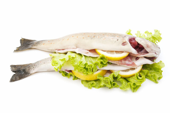 野生鱒魚(yú)