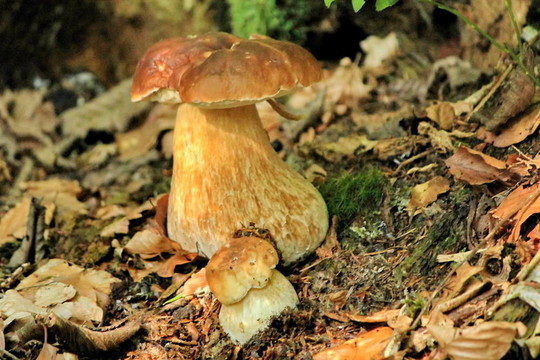 牛肝菌蘑菇