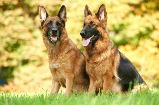 兩只德國(guó)牧羊犬