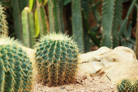 仙人掌在Desert