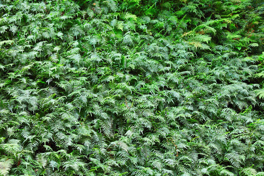 熱帶森林植物