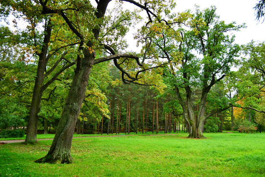 公園中的Tsarskoe Selo