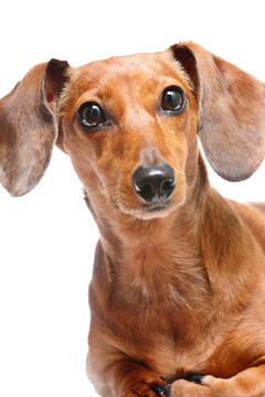 臘腸犬