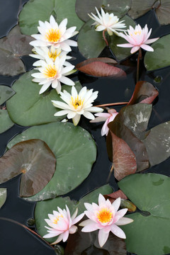 水百合