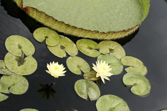 水百合