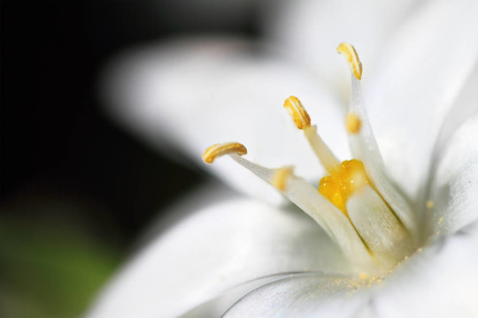 白花大花