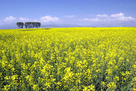 夏日里的油菜田