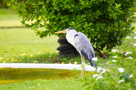 大藍(lán)鷺的鳥