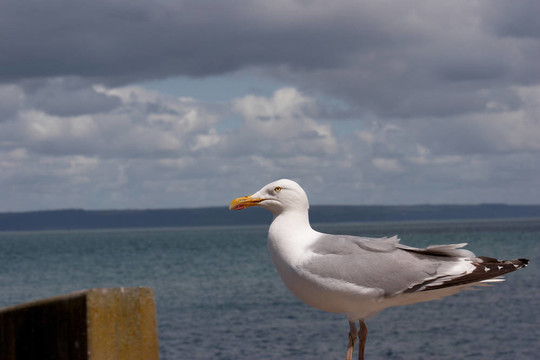 海鷗棲息