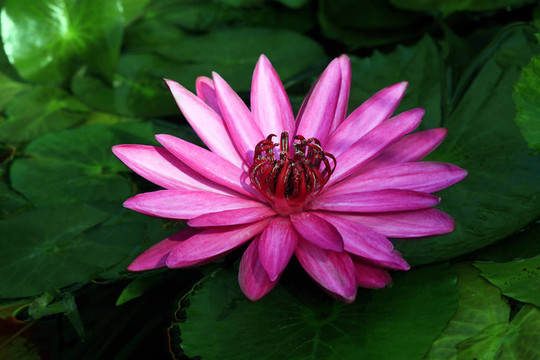 熱帶花卉