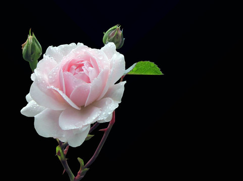 雨后Pink Rose。