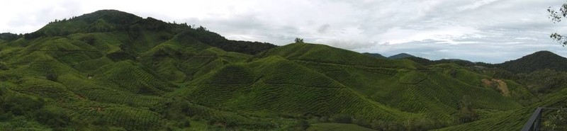 茶園