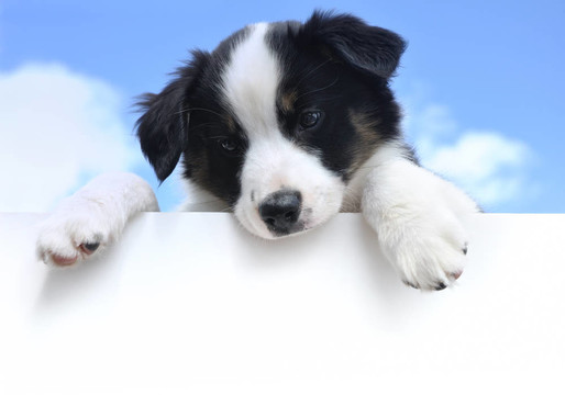 澳大利亞牧羊犬（澳洲）的小狗上面空白符號