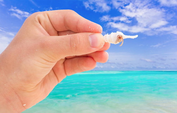 海蟹用手
