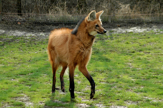 鬃狼（Chrysocyon brachyurus）