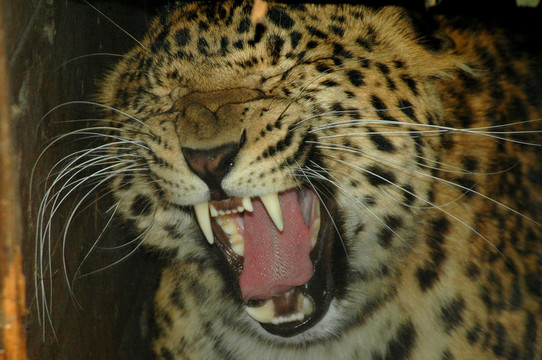華北豹（Panthera PAR