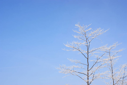 覆蓋在藍(lán)天上的積雪