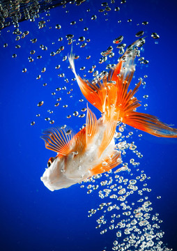 金魚