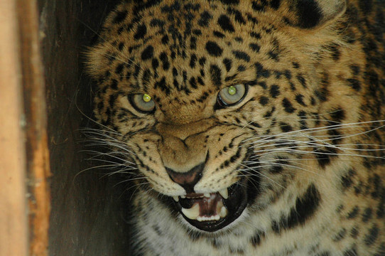 華北豹（Panthera PAR