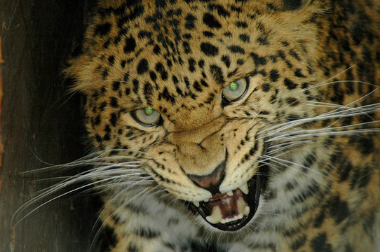 華北豹（Panthera PAR