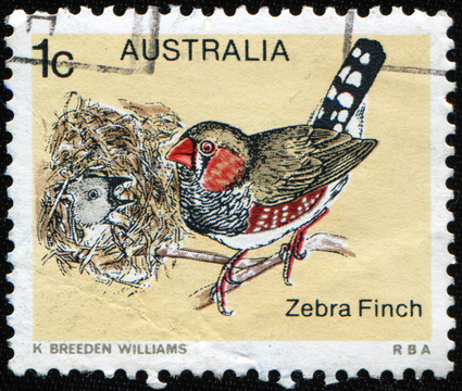 斑馬Finch
