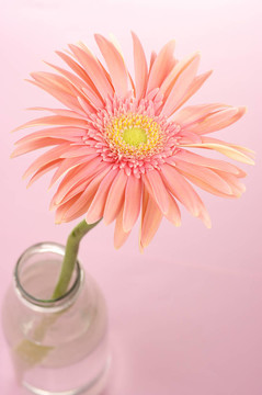 粉色非洲菊